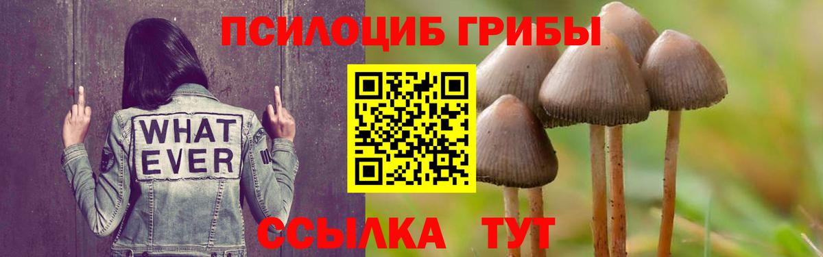 Псилоцибиновые грибы прущие грибы Бор